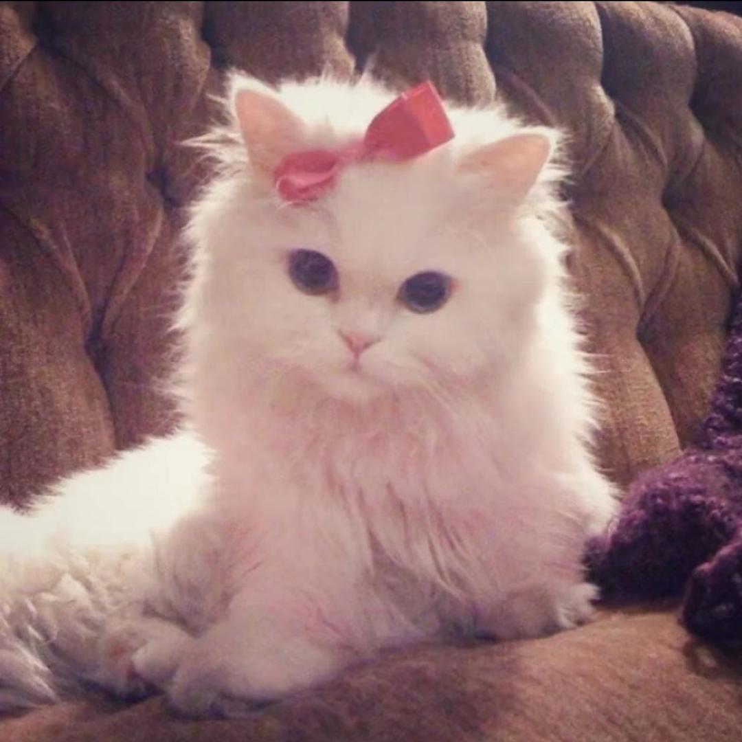 Rosalie