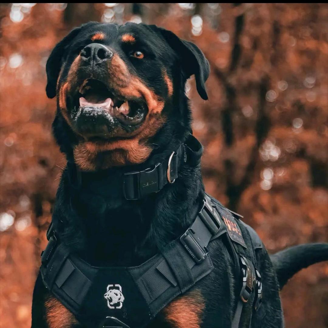 平邑琅琊护卫犬舍