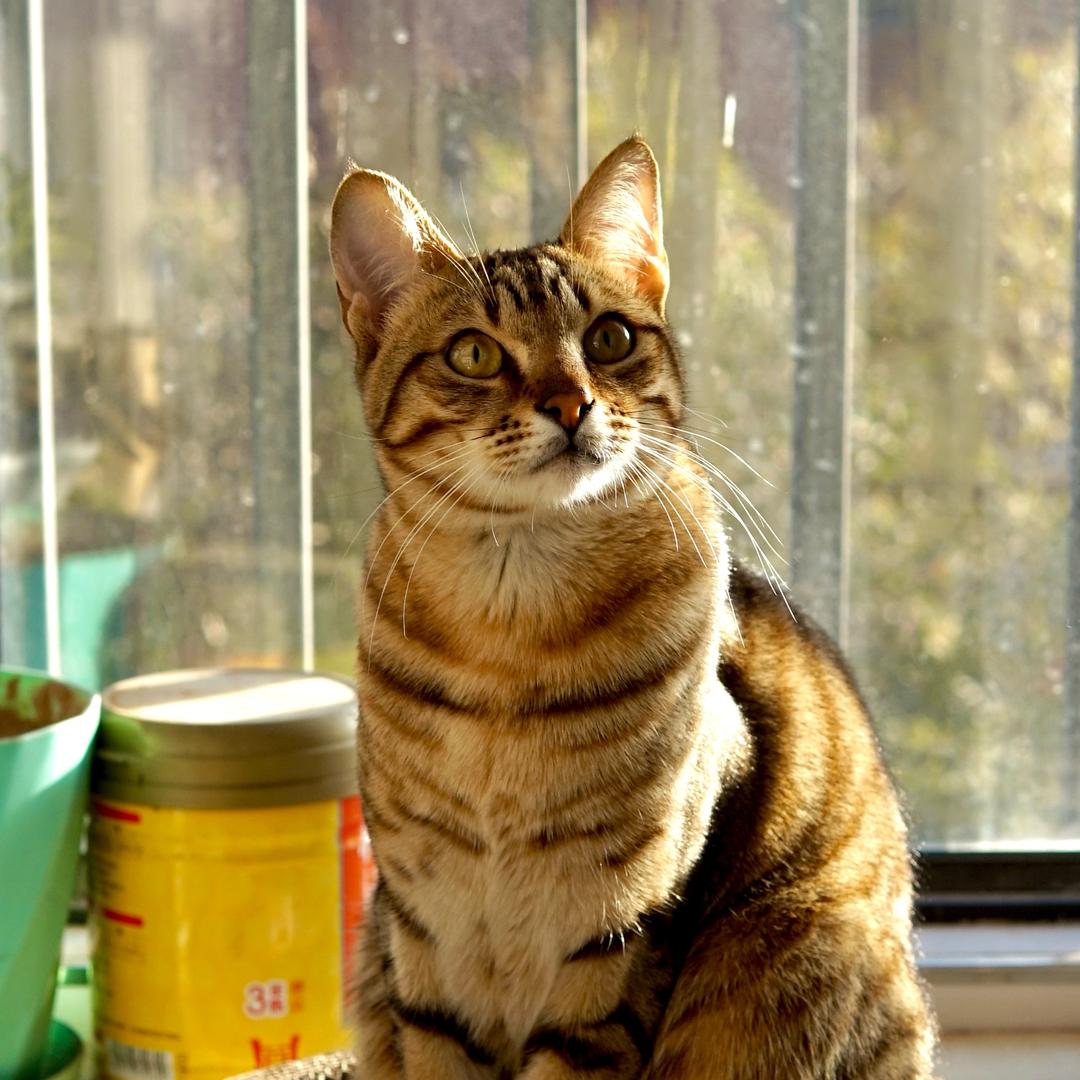 今天午睡了吗？