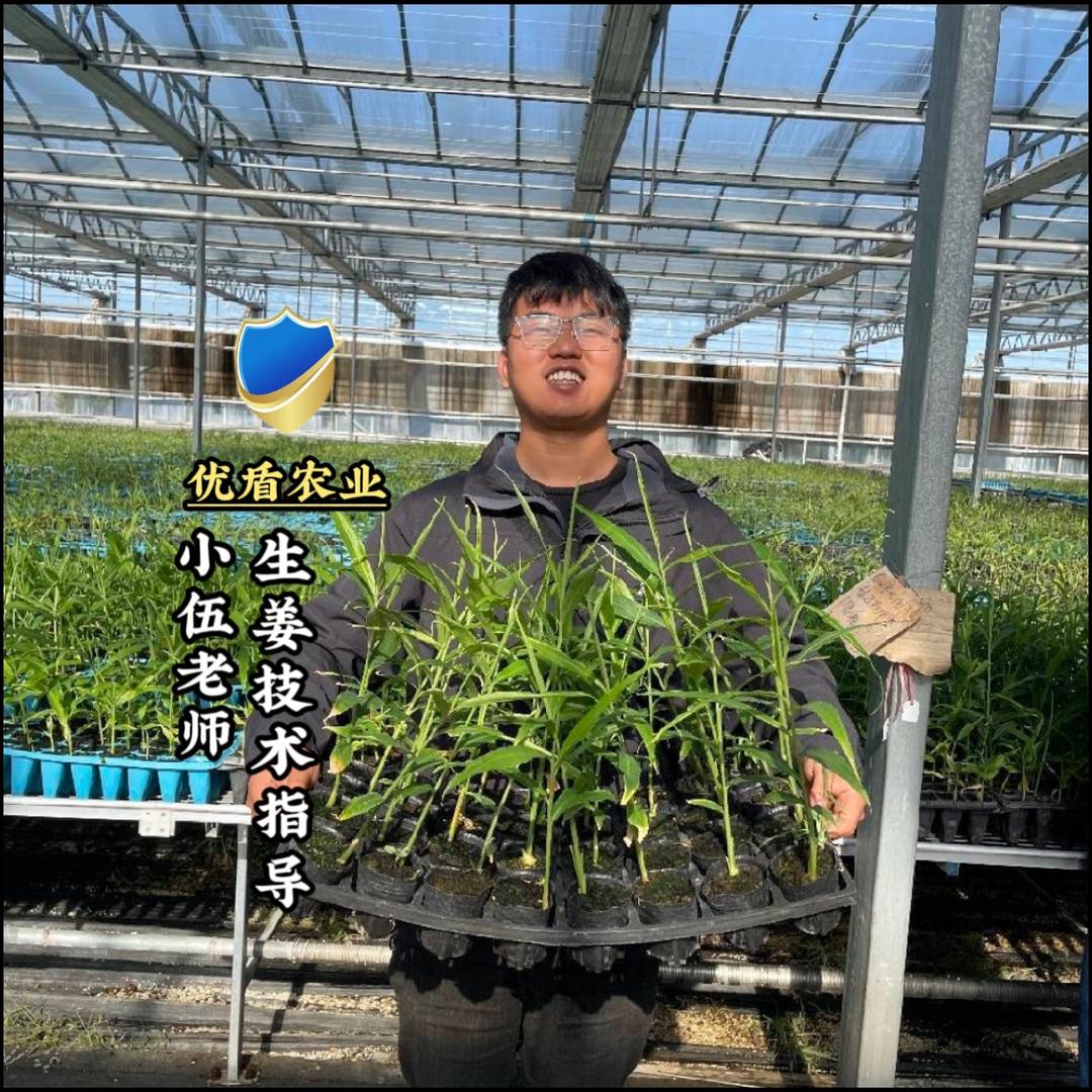 优盾农业生姜种植小伍