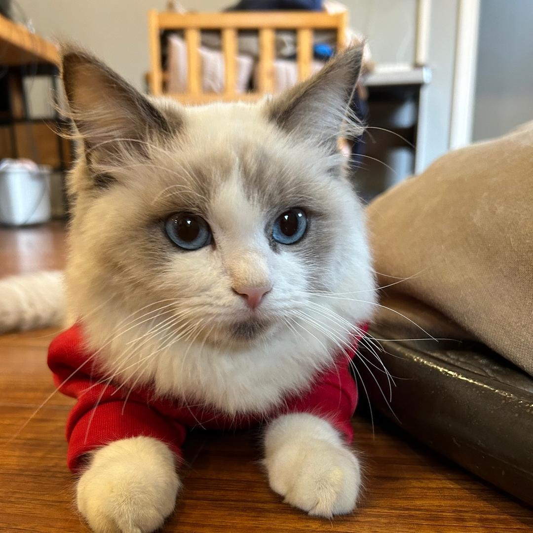 小姨养了六只猫🌊