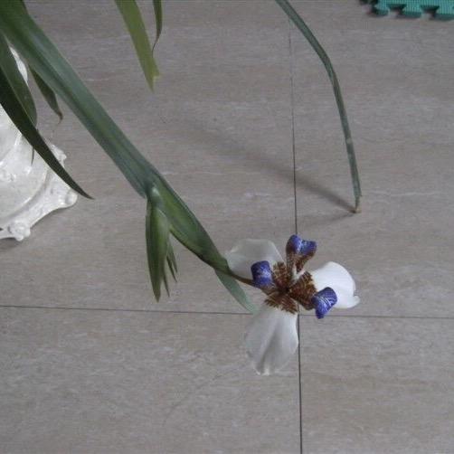 向阳花