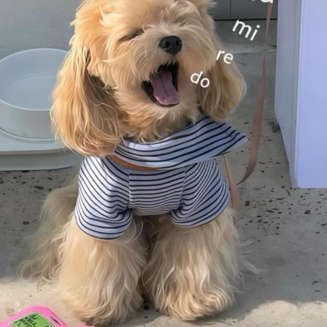 𝙆𝙞𝙩𝙩𝙮猫