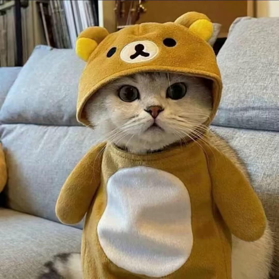 羽毛🪶