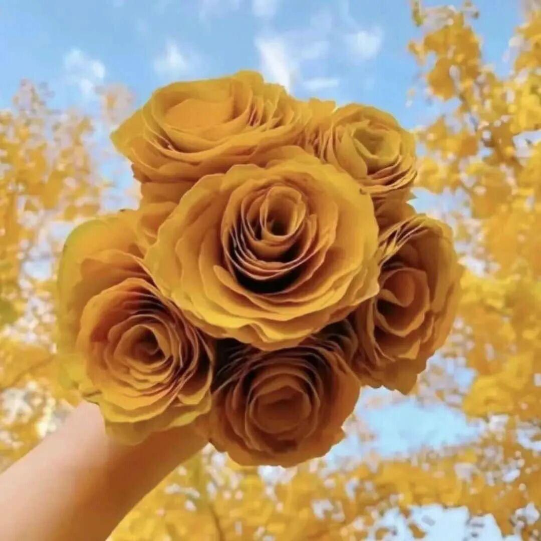 🌻huang•f•q🐰