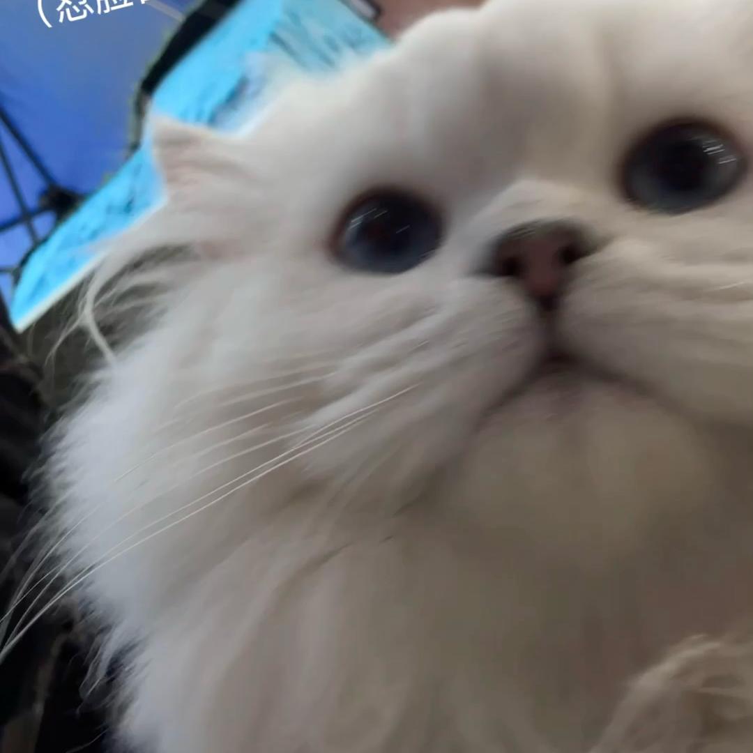 长青牙