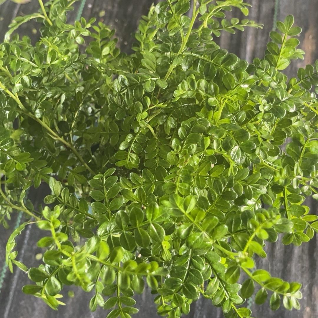 苏林苗木基地