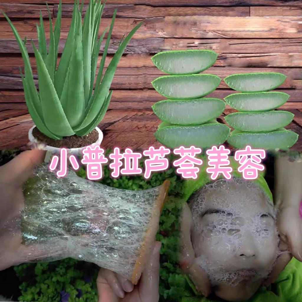 小普拉芦荟美容🫰