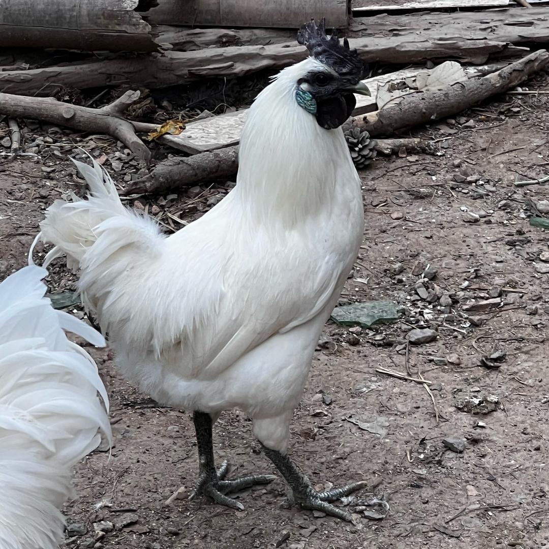 为禽所困