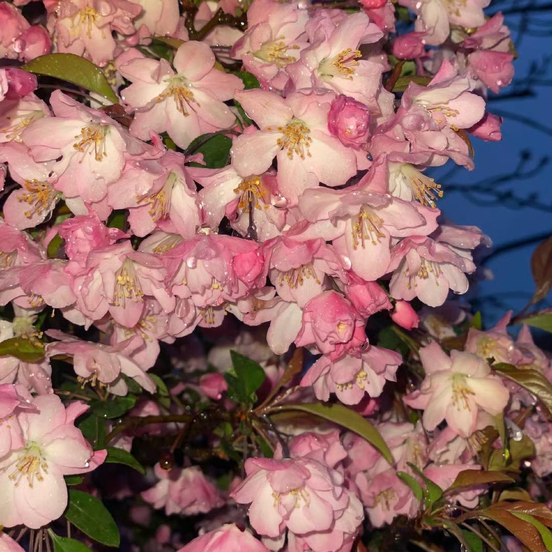 才不想吃冰淇淋（求好运版）💰