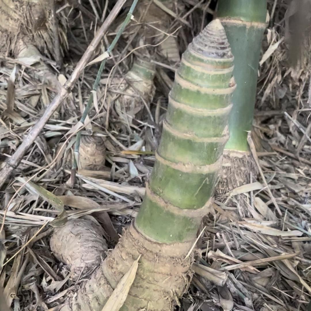 鑫韵园艺-广西簕竹优选