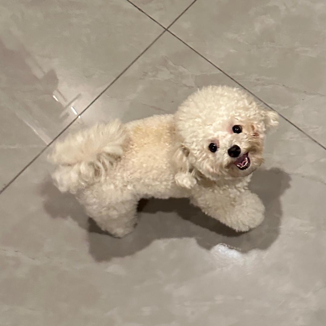 小礼