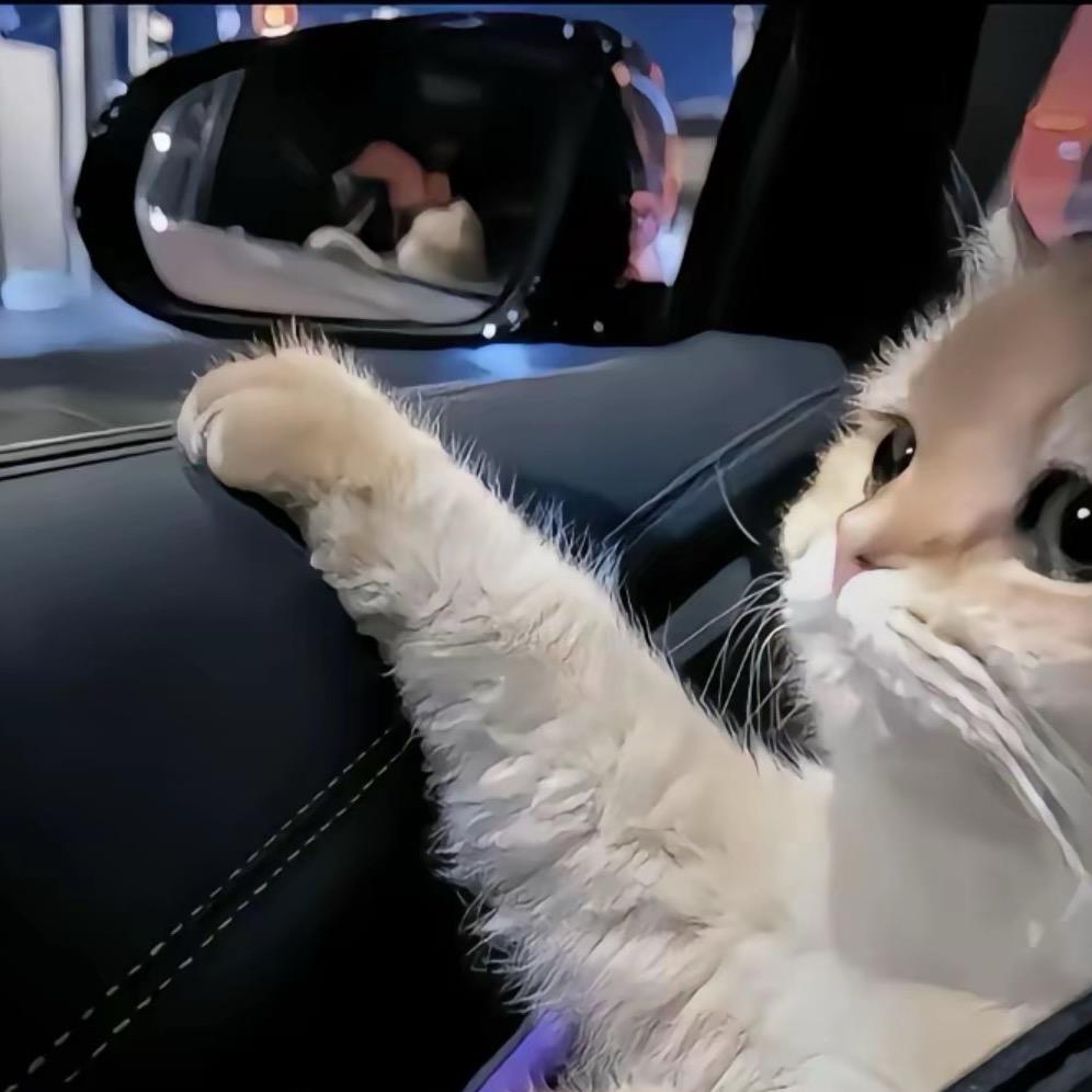 猫了个猫