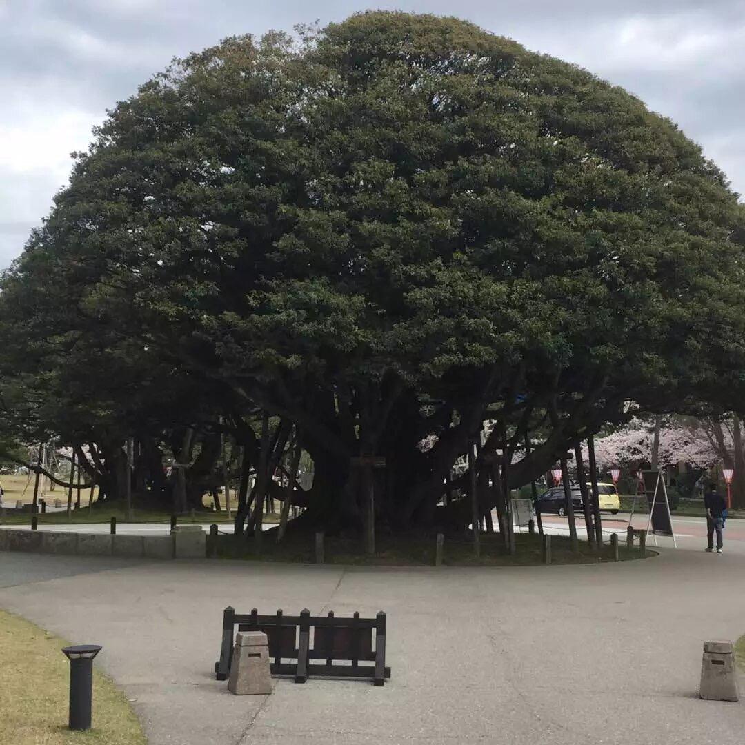 姜姜老师(出国信息讲解员)
