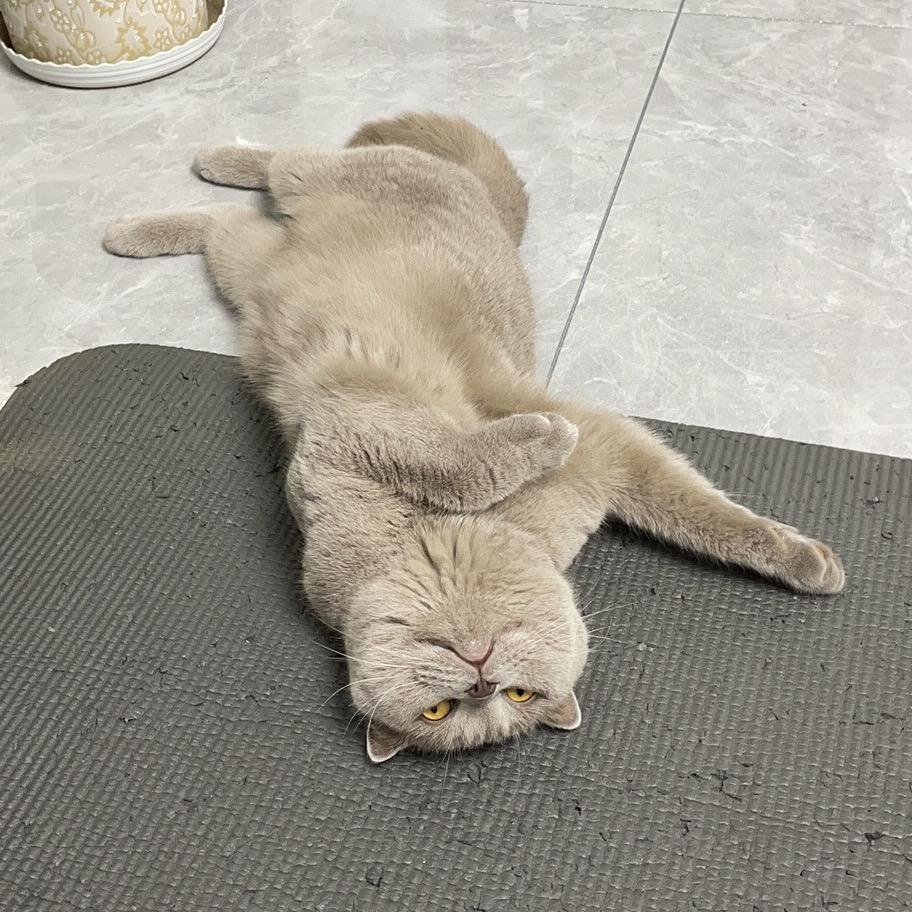 家有憨憨🐱