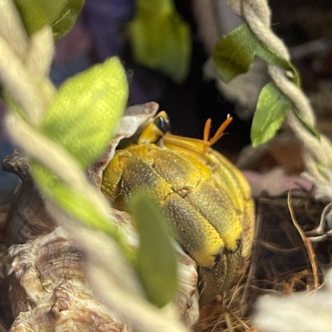 晨晨兮的寄居蟹