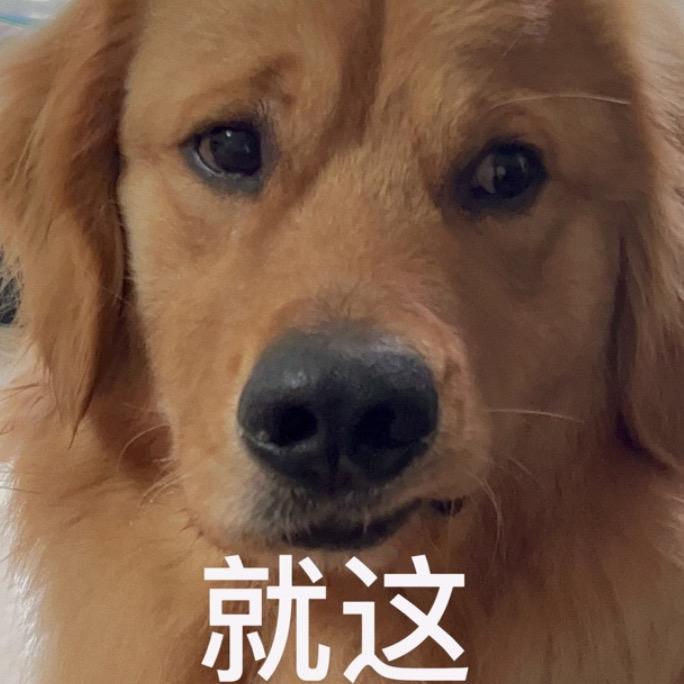 金毛教主