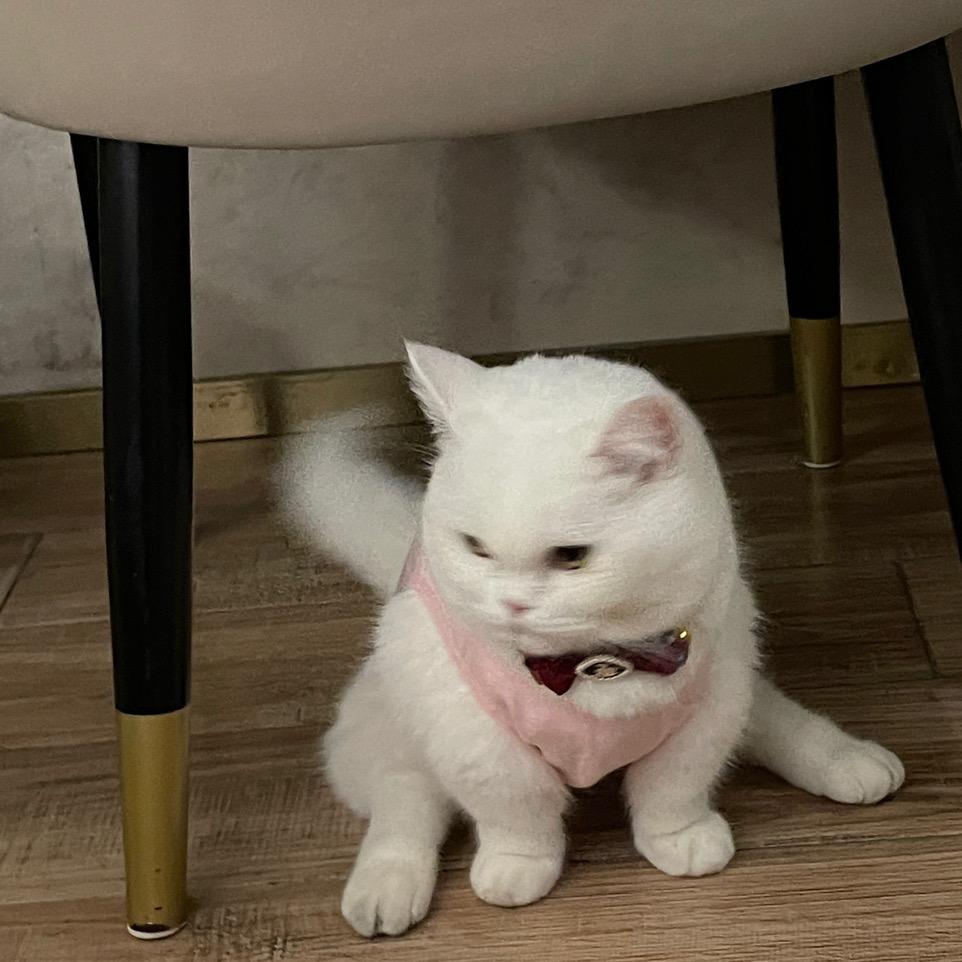 张汤圆