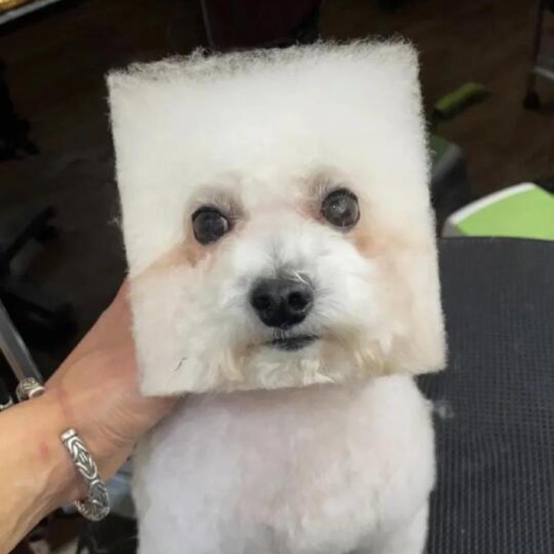 冰糖茉莉