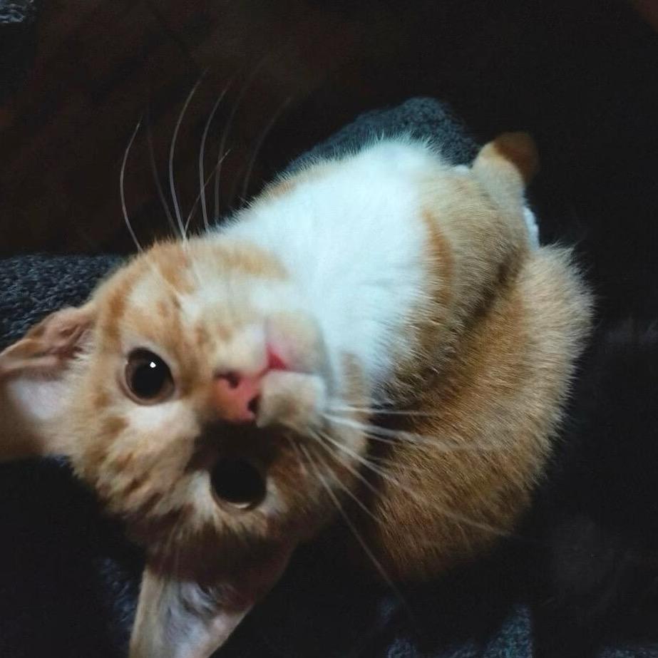 招财🐱.