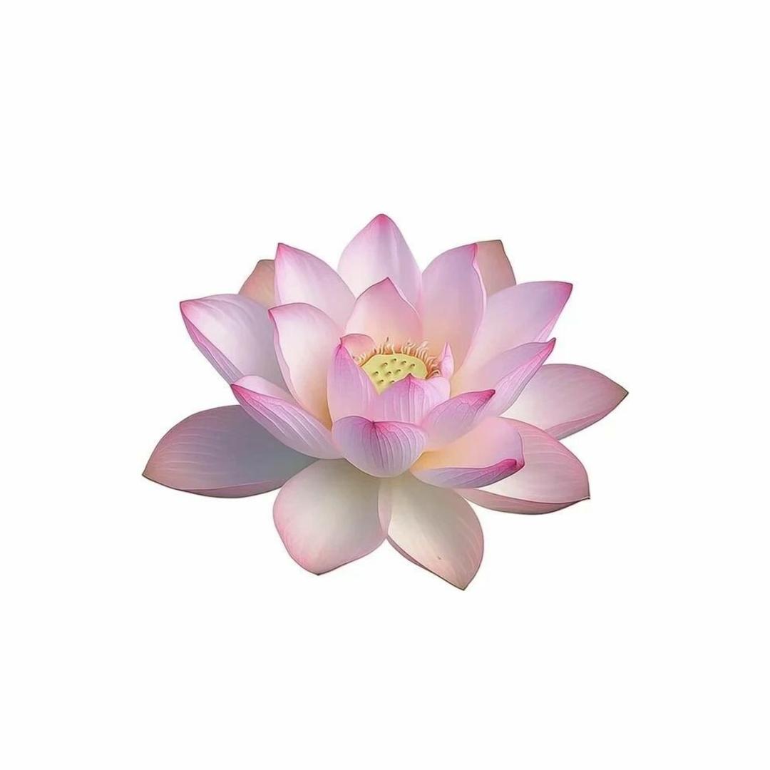 派大欣不吃汉堡包
