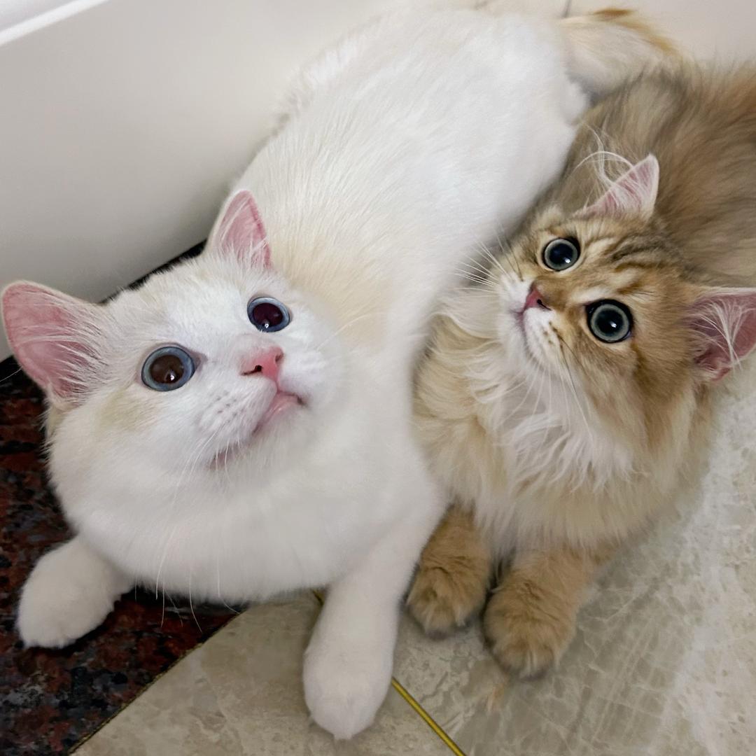 小理的喵敲可爱（省💰版）