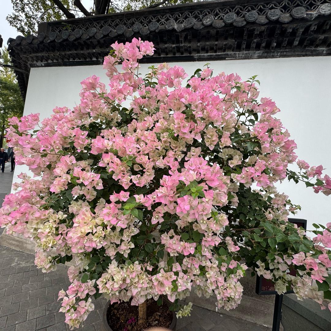 花开富贵🌷🌸🌷🌺