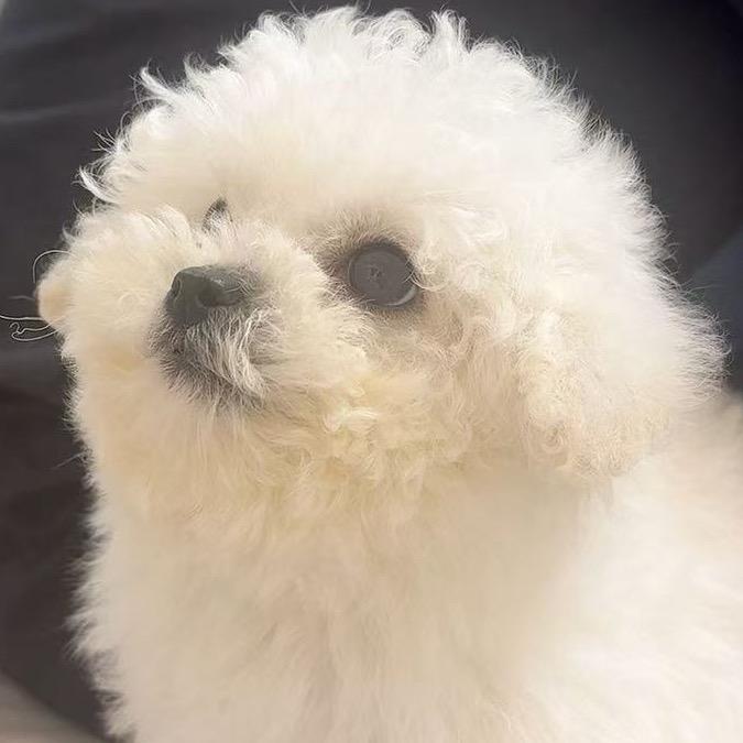 皮皮琦