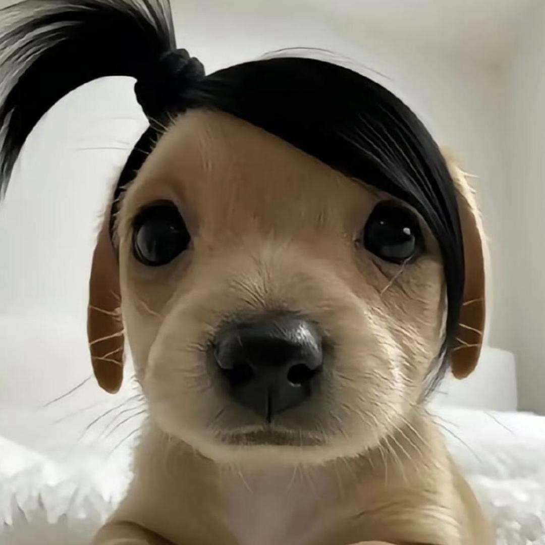 元气少女棉花糖🍀