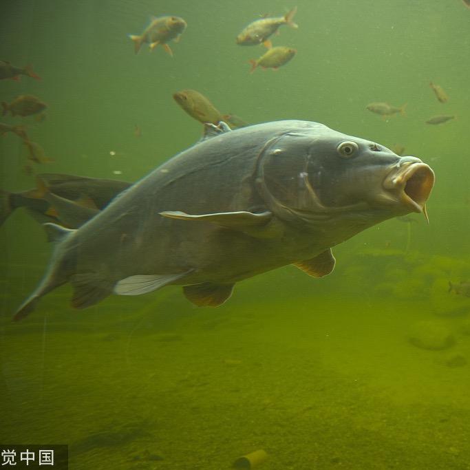 超哥爱野钓🎣