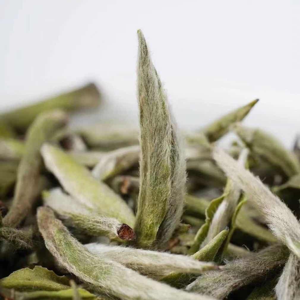 如火如荼白茶