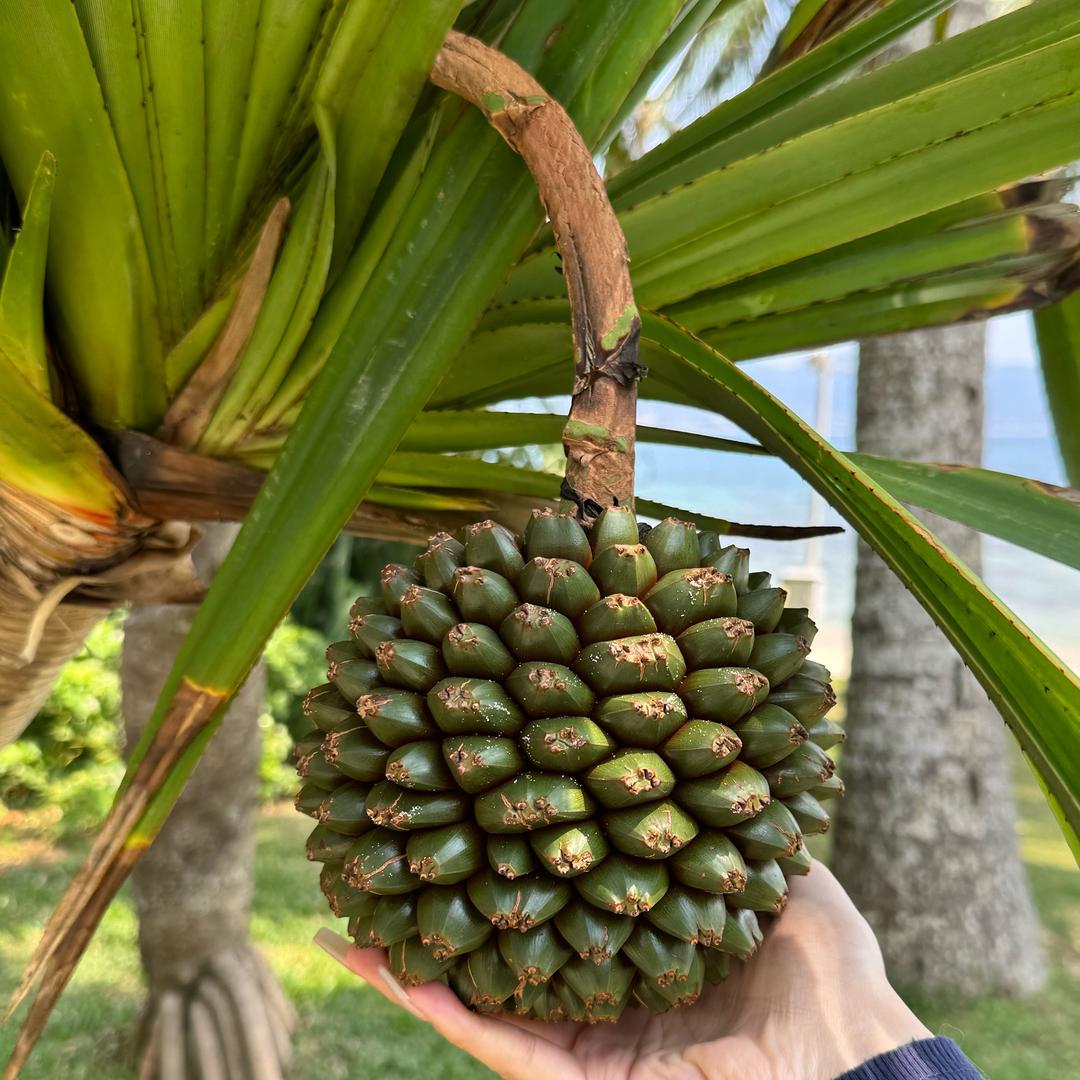 午元椰