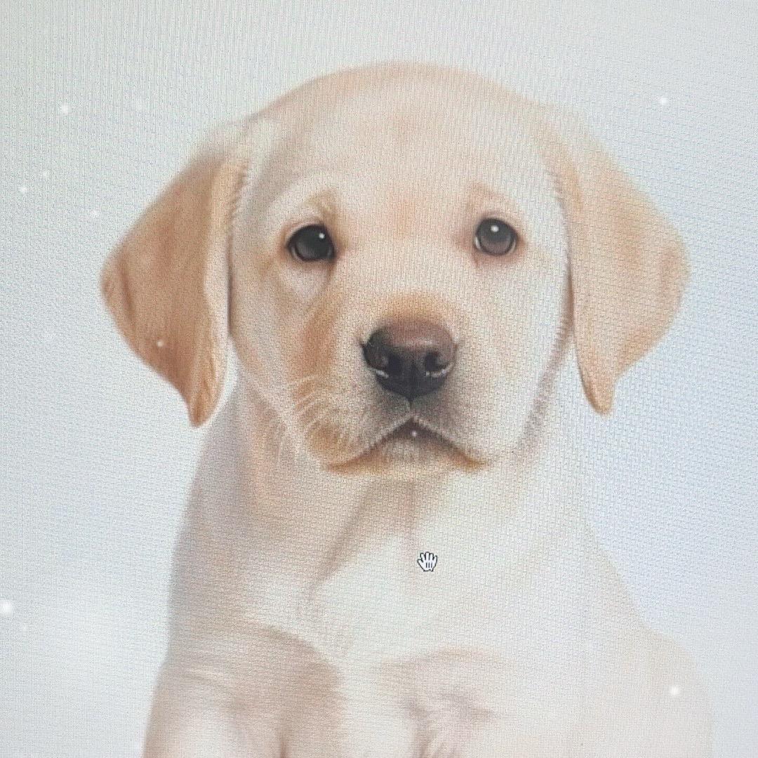 噜噜犬业