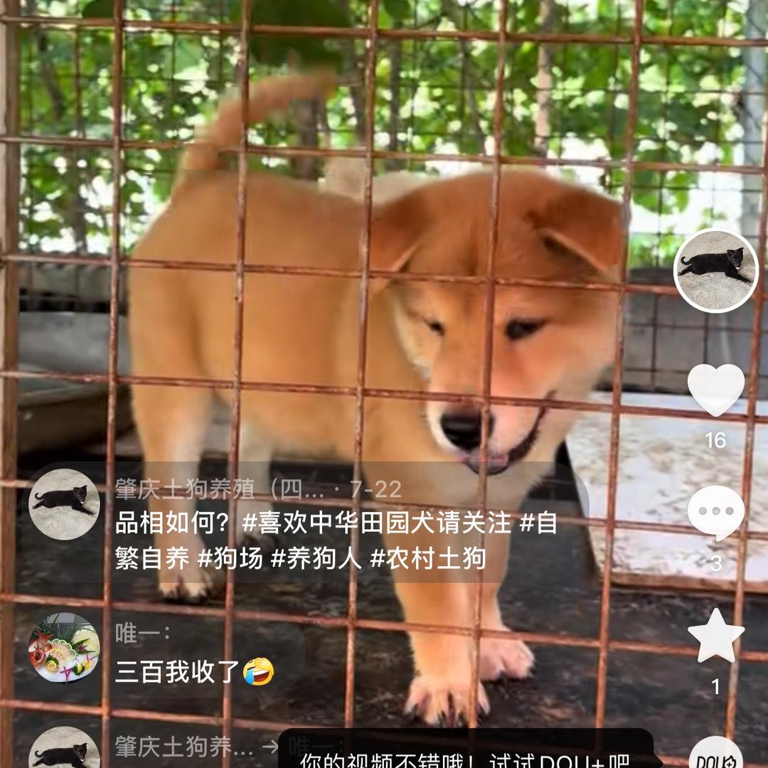 肇丰养殖（四爺）