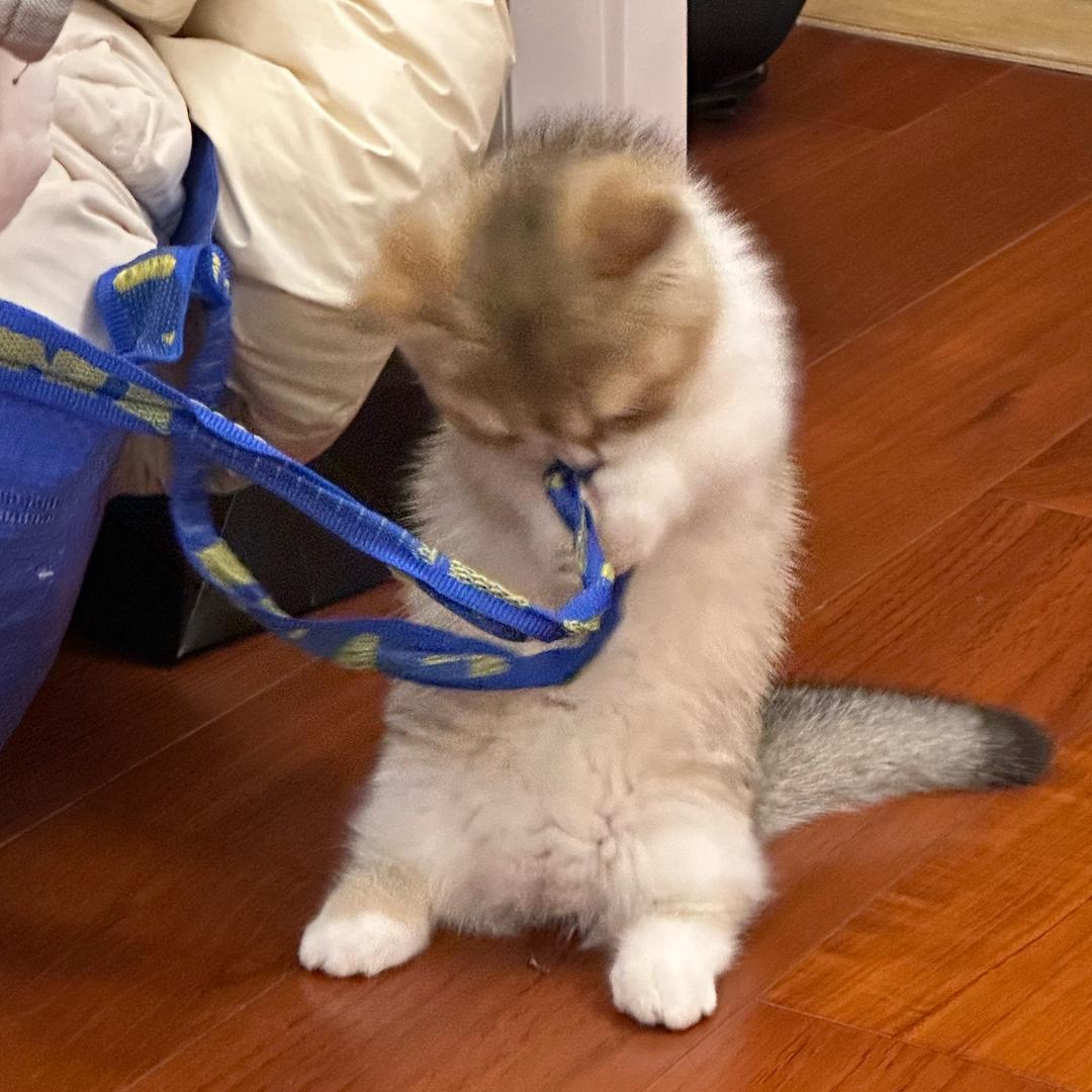 躲猫猫猫