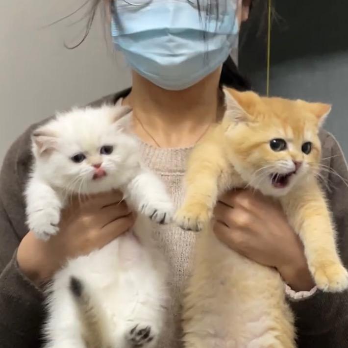 招财和金宝