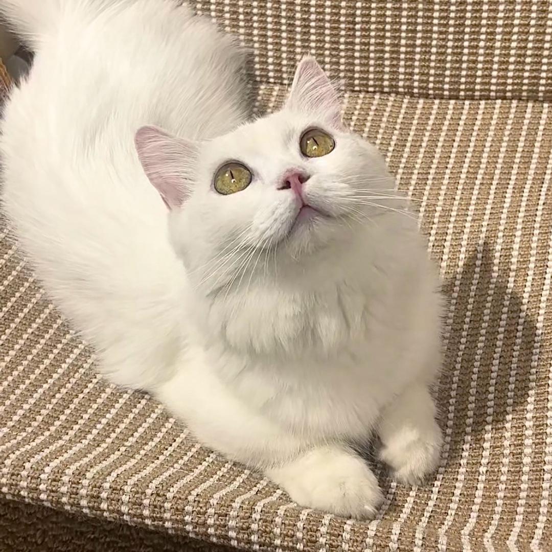 发财是糯米团子