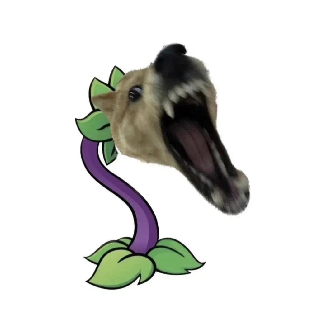 一只只汁