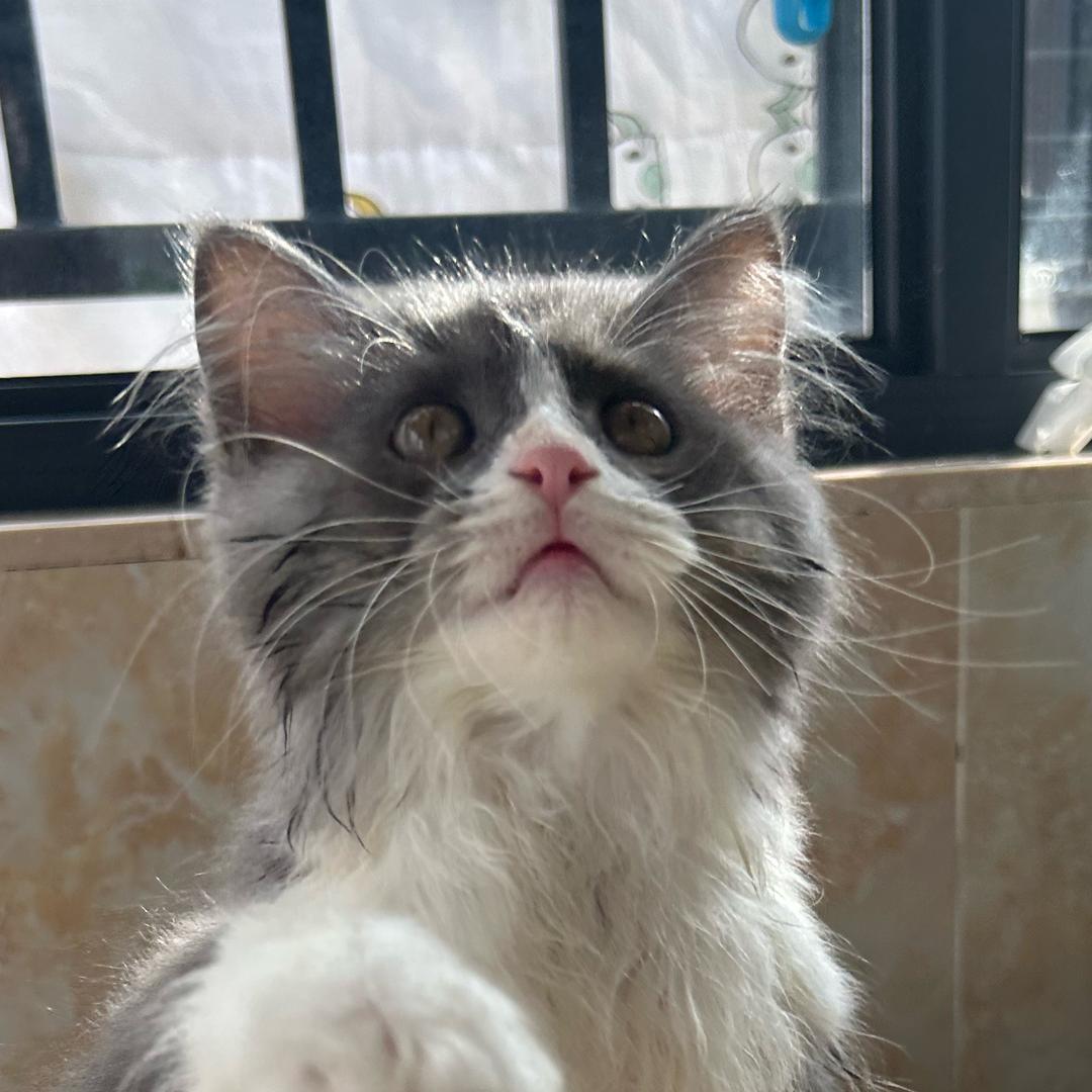 超级小土豆～【❤️❤️❤️】