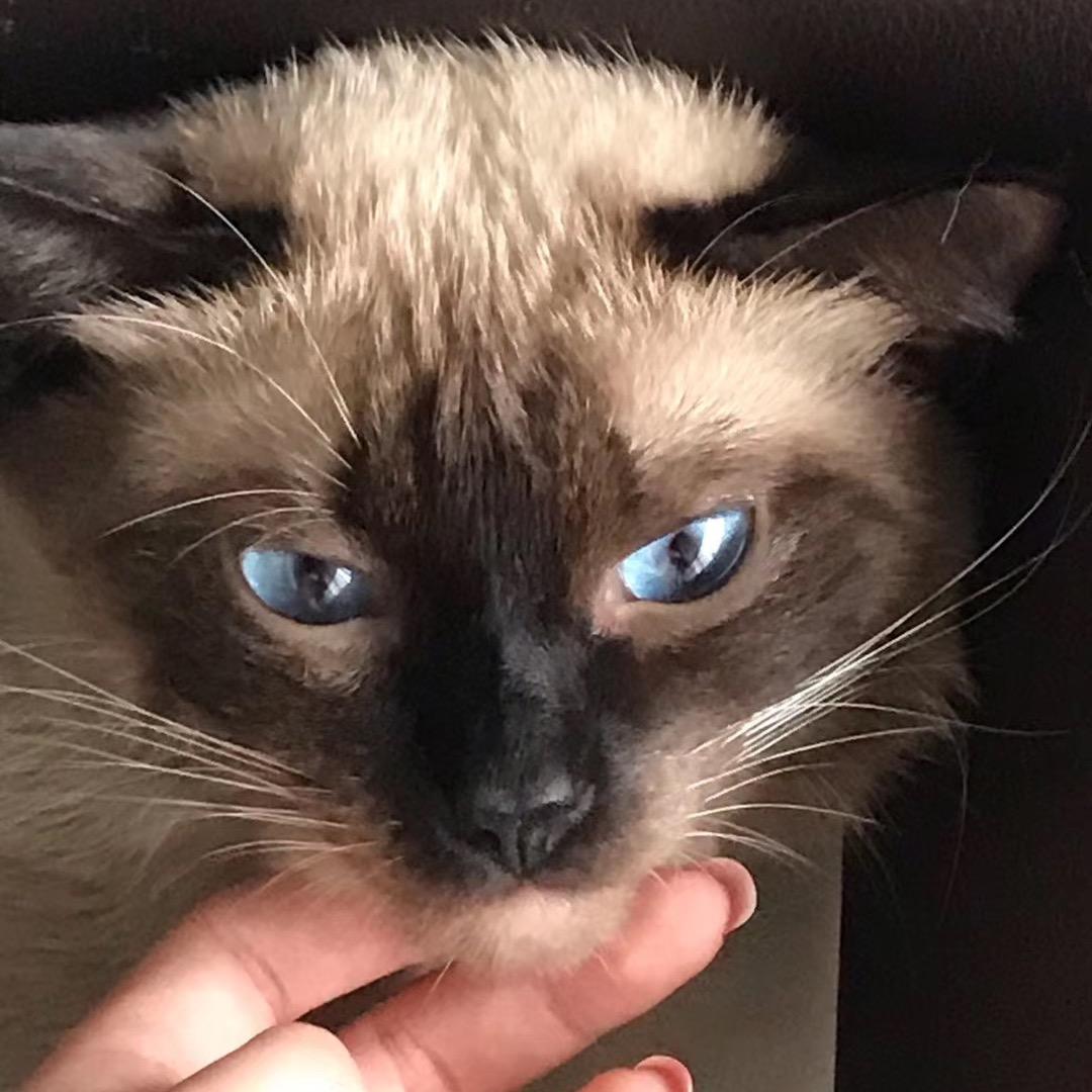 Ki