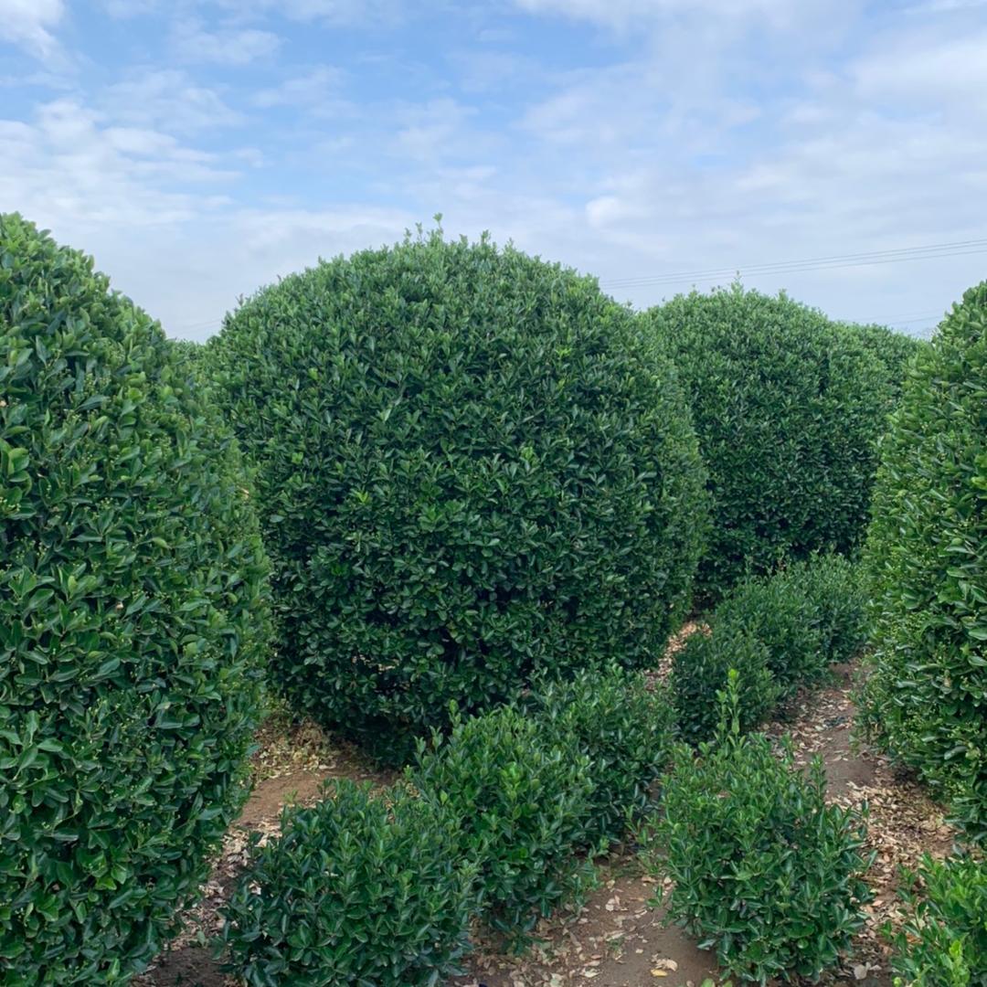 易诚苗木~招远大叶黄杨