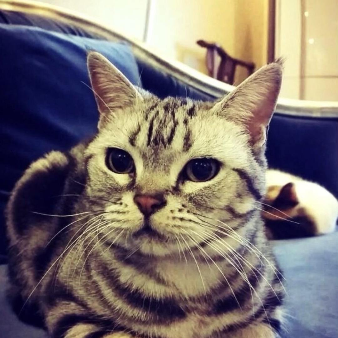 七只猫