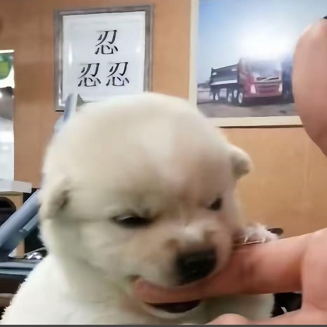 好柿豆花生