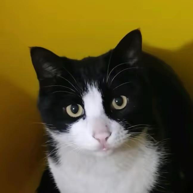 游喵喵🐱