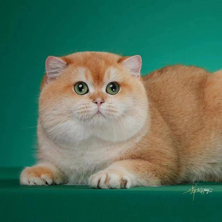 嗑长说猫