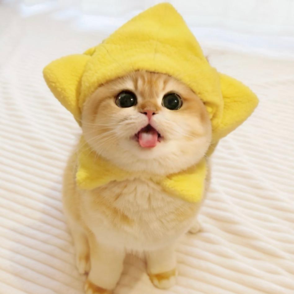 航航的猫