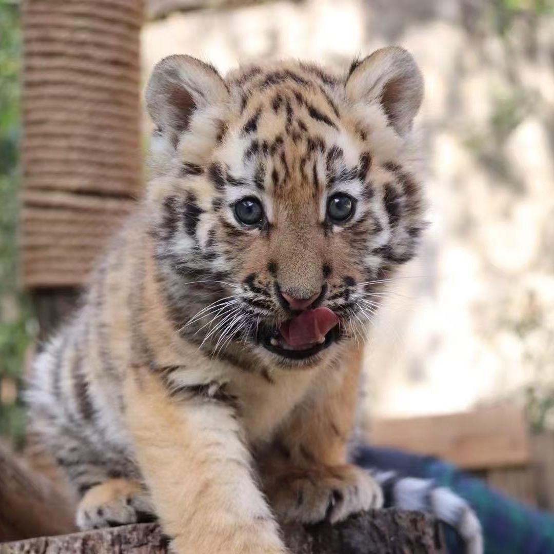 虎牙咪酱🐯