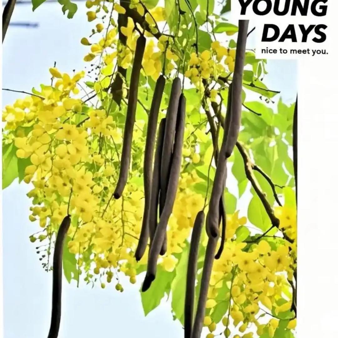 拉屎果（大漂亮）😻