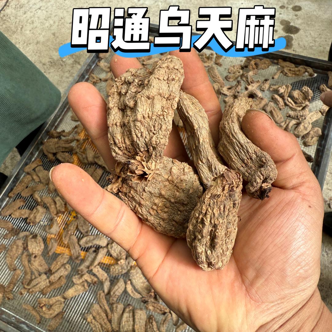 昭通乌天麻农家店