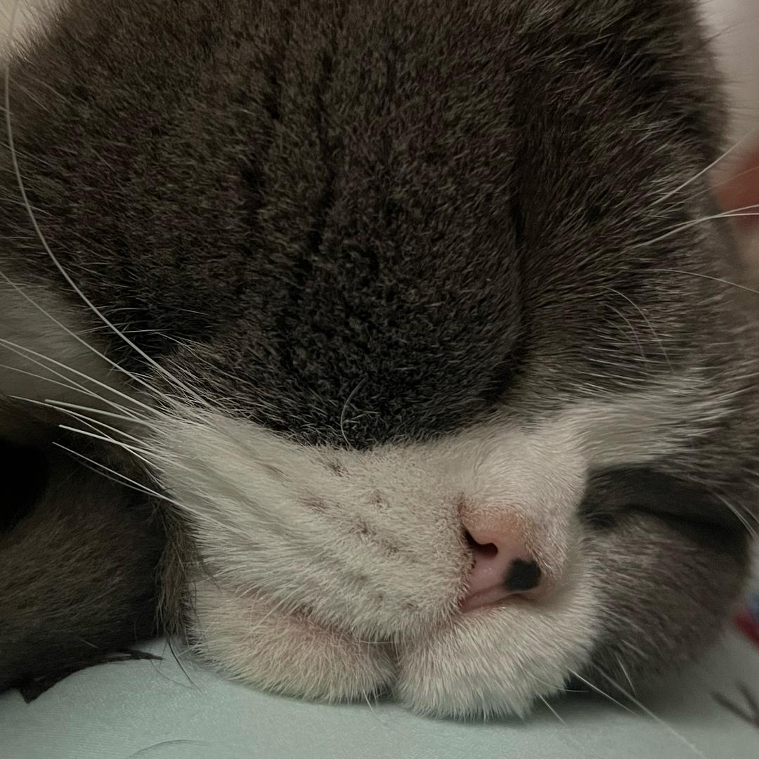 番茄能不能不炒蛋